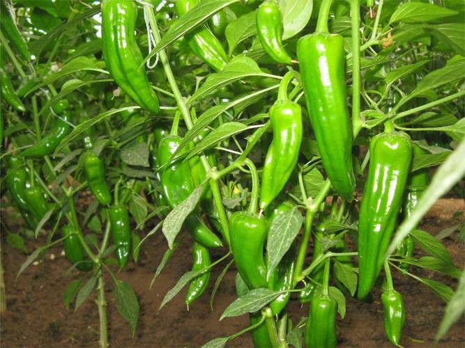 各種辣椒圖片大全大圖【12種辣椒的特點和用途，你知道幾個】