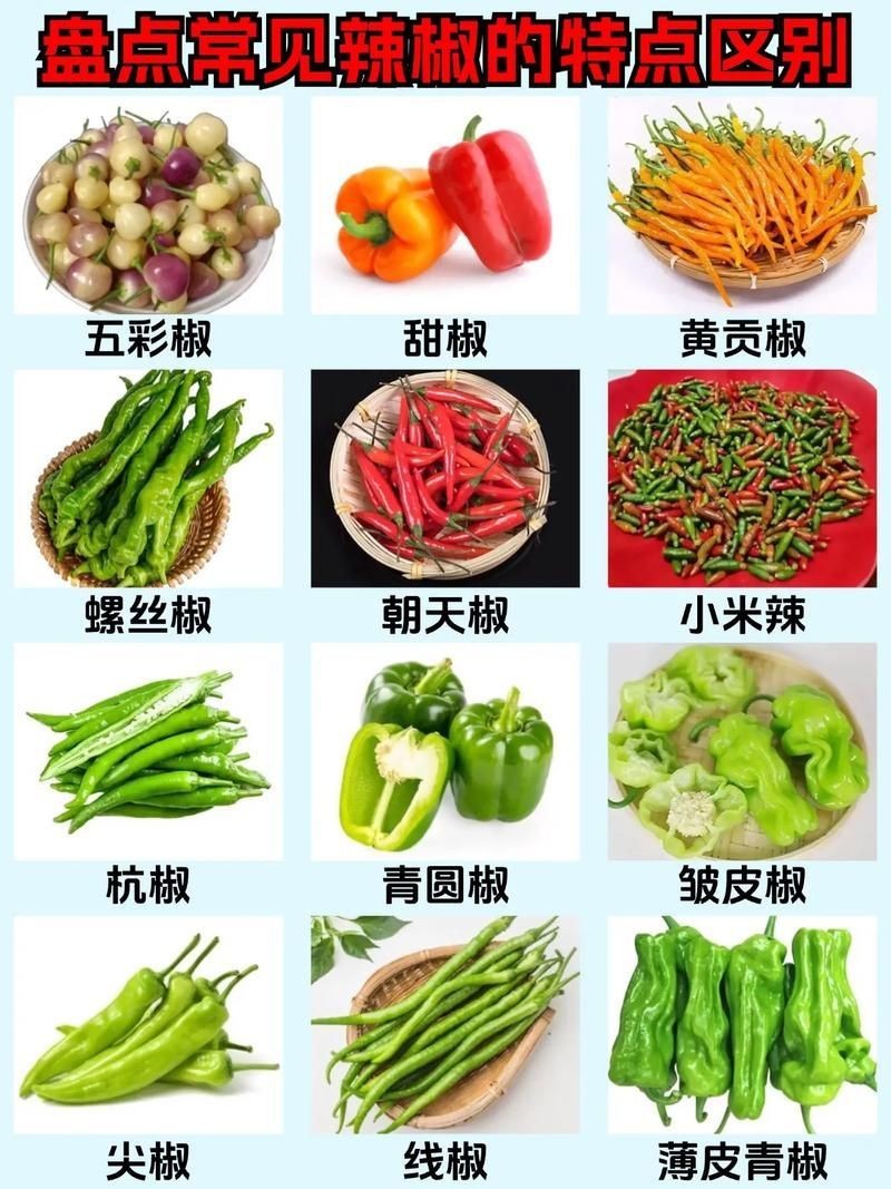 各種辣椒圖片大全大圖【12種辣椒的特點和用途，你知道幾個】