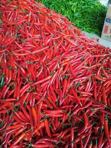 各種辣椒圖片大全大圖【12種辣椒的特點和用途，你知道幾個】
