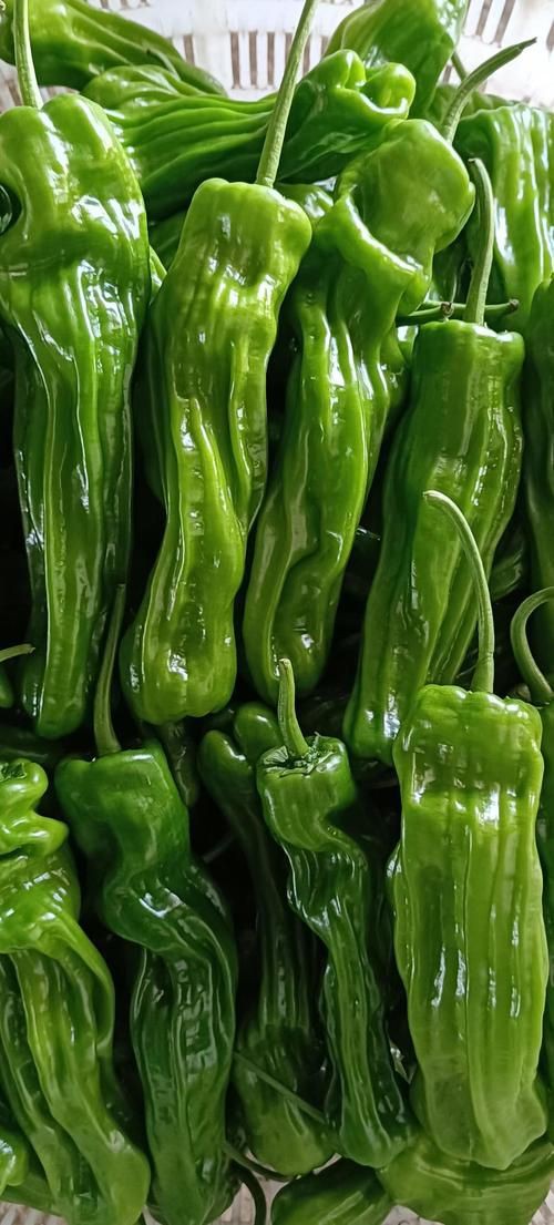 各種辣椒圖片大全大圖【12種辣椒的特點和用途，你知道幾個】