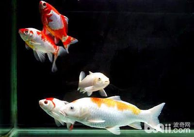 觀賞魚熱帶魚怎么養（養觀賞魚熱帶魚需要注意以下幾個方面）