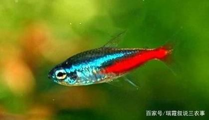 觀賞魚熱帶魚怎么養（養觀賞魚熱帶魚需要注意以下幾個方面）