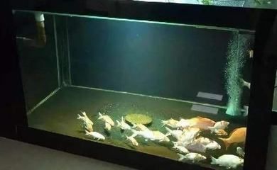 60的魚缸適合養幾條錦鯉：60厘米的魚缸適合養錦鯉嗎