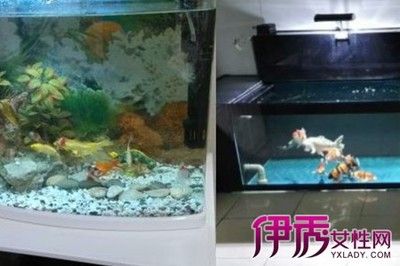 60的魚缸適合養幾條錦鯉：60厘米的魚缸適合養錦鯉嗎
