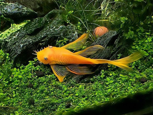 清潔魚有哪些，清潔魚的基本特性