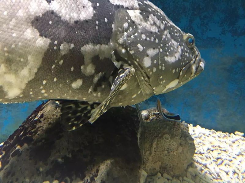 清潔魚有哪些，清潔魚的基本特性