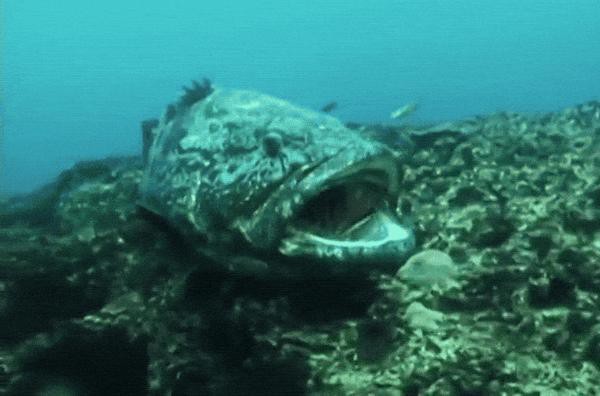 清潔魚有哪些，清潔魚的基本特性