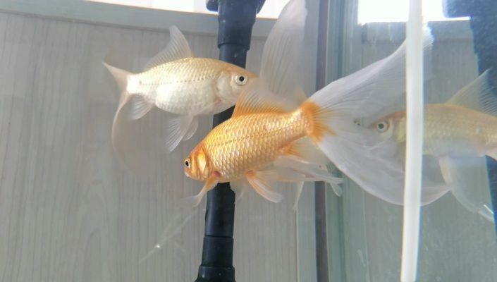 虎魚眼圈發白怎么回事：虎魚眼圈發白怎么回事虎魚眼圈發白怎么辦