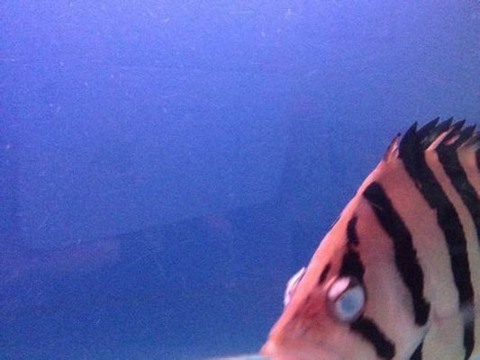 虎魚眼圈發白怎么回事：虎魚眼圈發白怎么回事虎魚眼圈發白怎么辦