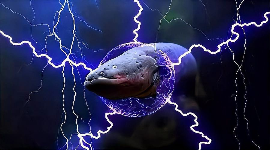 電鰻會被自己電死么，電鰻為什么不會被自己電死 電鰻會被自己電死么，電鰻為什么不會被自己電死 龍魚論壇 第8張