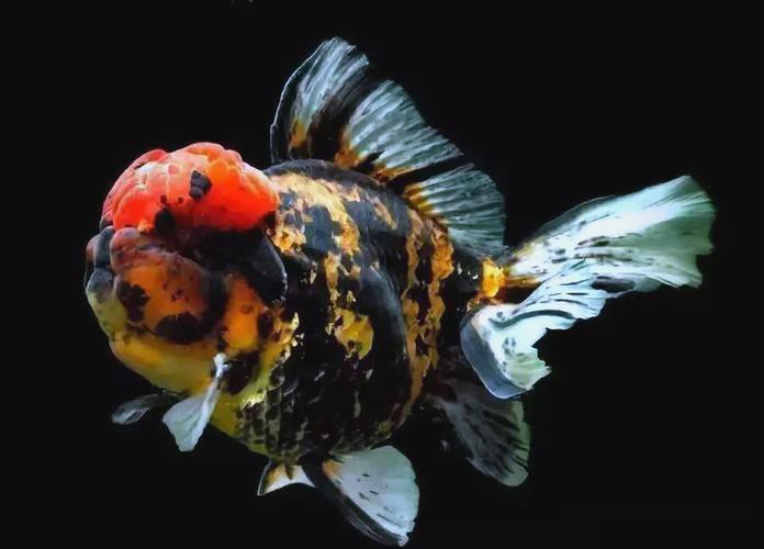 福魚長(zhǎng)啥樣，“福魚”的形態(tài)特征