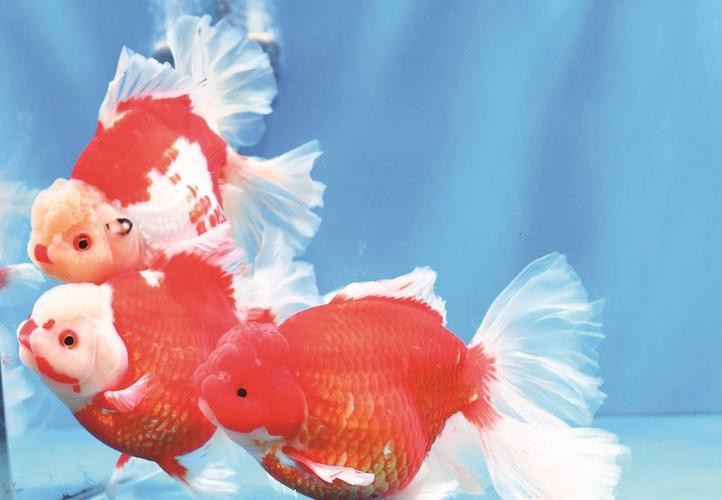 福魚長啥樣，“福魚”的形態特征