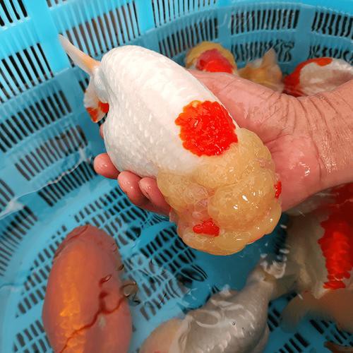 福魚長(zhǎng)啥樣，“福魚”的形態(tài)特征