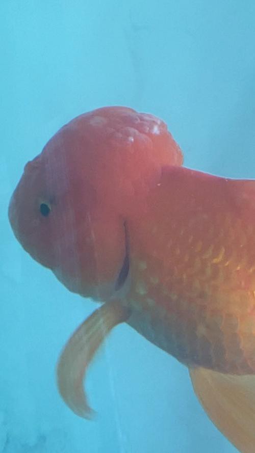 福魚長(zhǎng)啥樣，“福魚”的形態(tài)特征