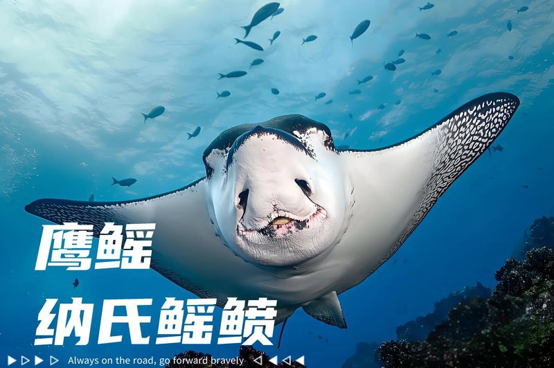 福魚長(zhǎng)啥樣，“福魚”的形態(tài)特征