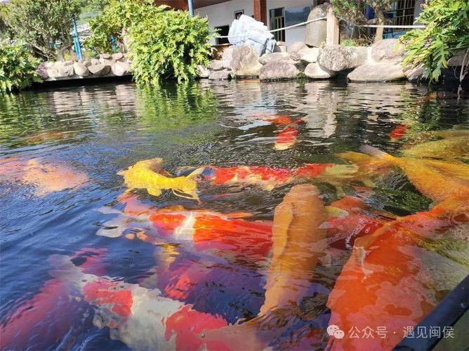 福魚長(zhǎng)啥樣，“福魚”的形態(tài)特征