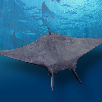 福魚長(zhǎng)啥樣，“福魚”的形態(tài)特征