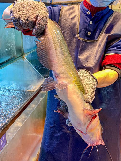 福魚長(zhǎng)啥樣，“福魚”的形態(tài)特征