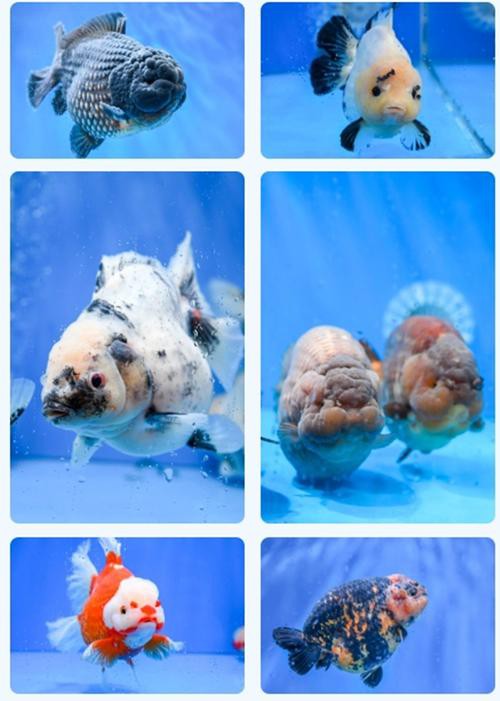 福魚長(zhǎng)啥樣，“福魚”的形態(tài)特征