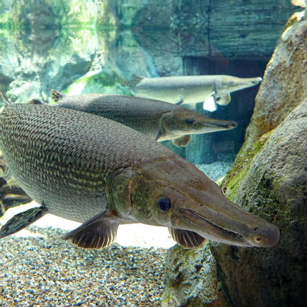 福魚長(zhǎng)啥樣，“福魚”的形態(tài)特征