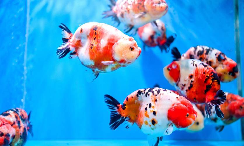 福魚長(zhǎng)啥樣，“福魚”的形態(tài)特征