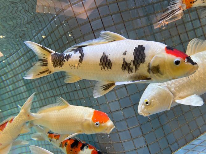 福魚長啥樣，“福魚”的形態特征