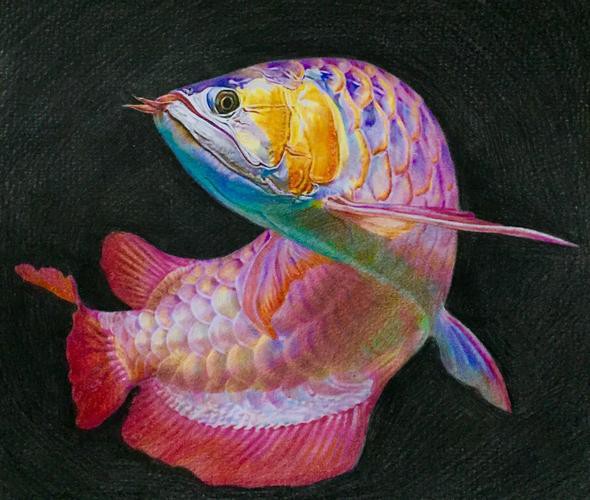 福魚長(zhǎng)啥樣，“福魚”的形態(tài)特征