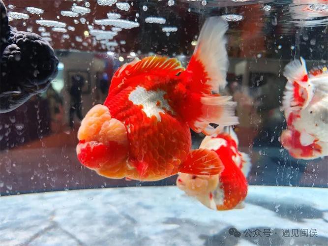 福魚長(zhǎng)啥樣，“福魚”的形態(tài)特征