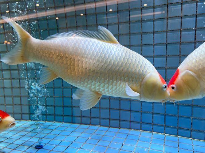 福魚長啥樣，“福魚”的形態特征