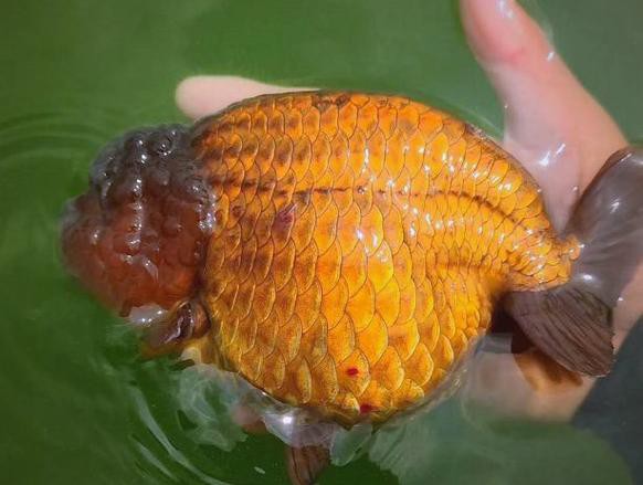 福魚長(zhǎng)啥樣，“福魚”的形態(tài)特征