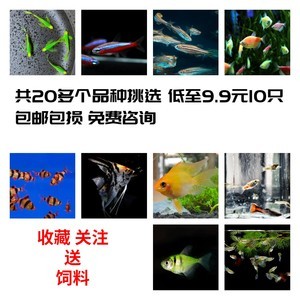 50魚(yú)缸造景視頻：50厘米魚(yú)缸造景教程