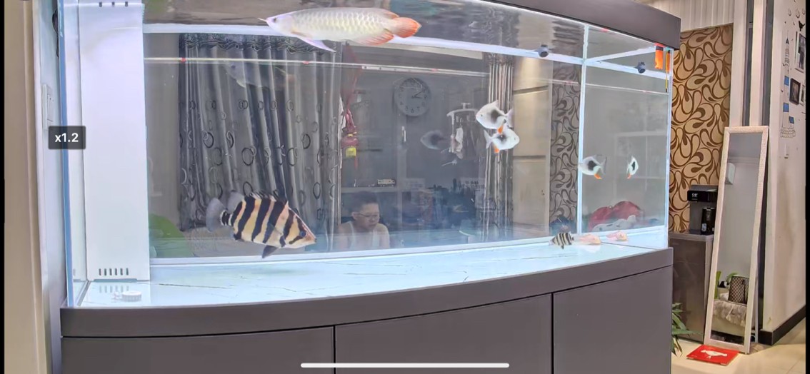 又添新魚了