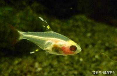 紅龍魚發色過程圖解：紅龍魚發色過程圖解大全