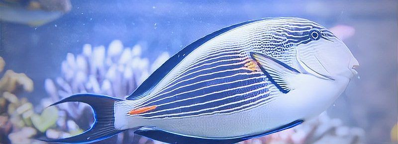 魚缺氧躺著了還能活嗎，《愛生活百科,鯉魚不打氧能活嗎》魚缺氧橫躺的原因