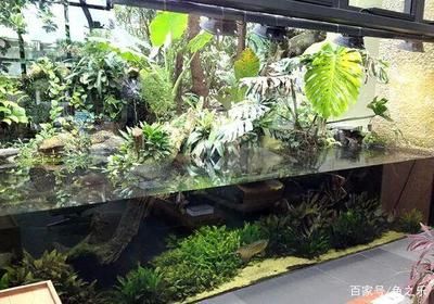 養龍魚需要造景嗎：草缸養龍魚的優點和注意事項