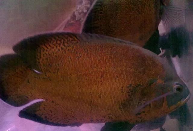 創(chuàng)寧變頻水泵怎么拆洗?(創(chuàng)寧變頻水泵怎么拆洗過濾網(wǎng))