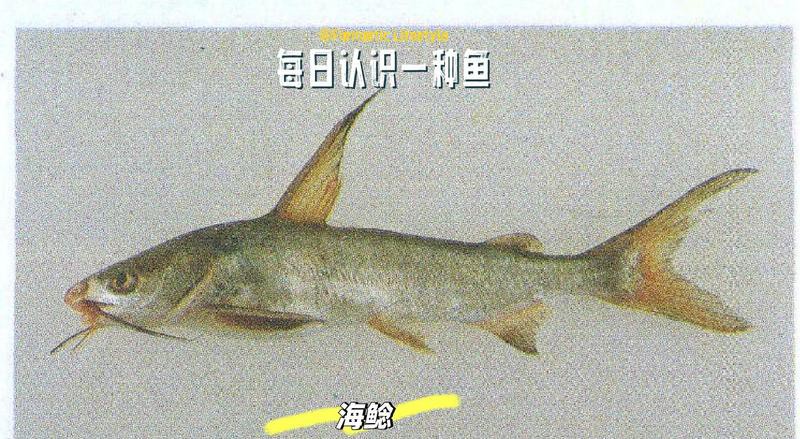淡水鯰魚和海鯰魚區(qū)別，淡水鯰魚與海鯰魚的區(qū)別