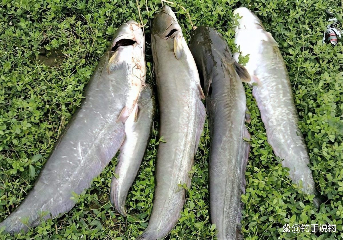 淡水鯰魚和海鯰魚區(qū)別，淡水鯰魚與海鯰魚的區(qū)別