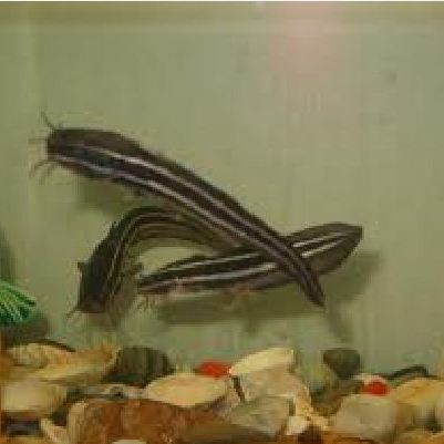 淡水鯰魚和海鯰魚區(qū)別，淡水鯰魚與海鯰魚的區(qū)別