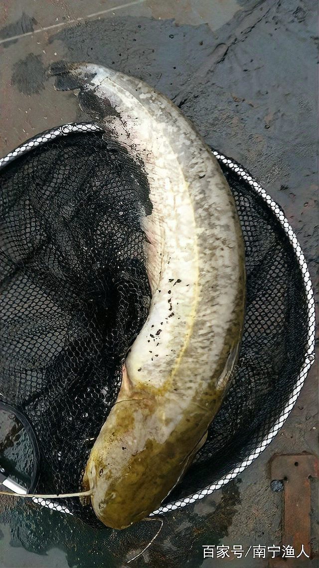 淡水鯰魚和海鯰魚區(qū)別，淡水鯰魚與海鯰魚的區(qū)別