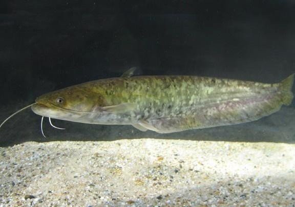 淡水鯰魚和海鯰魚區(qū)別，淡水鯰魚與海鯰魚的區(qū)別