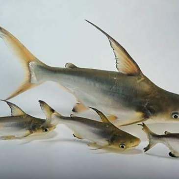 淡水鯰魚和海鯰魚區(qū)別，淡水鯰魚與海鯰魚的區(qū)別