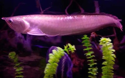 博特水泵和創(chuàng)寧水泵對比(創(chuàng)寧和博特變頻水泵,選哪個?)