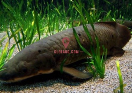 印尼虎魚(yú)最佳配魚(yú)時(shí)間是多少：印尼虎魚(yú)最佳配魚(yú)時(shí)間是多少印尼虎魚(yú)最佳配魚(yú)時(shí)間