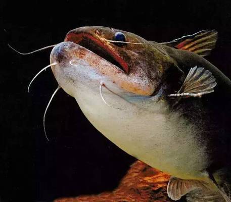 魟魚吃多了有問題嗎：魟魚作為一種食物其食用安全性引起了人們的關注