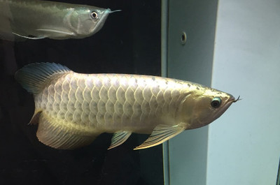 森森魚缸hr300評測