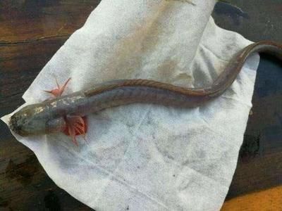 印尼虎魚吃泥鰍魚刺消化不了：印尼虎魚吃泥鰍魚刺消化不了印尼虎魚吃泥鰍魚刺消化不了