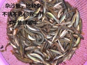 印尼虎魚吃泥鰍魚刺消化不了：印尼虎魚吃泥鰍魚刺消化不了印尼虎魚吃泥鰍魚刺消化不了