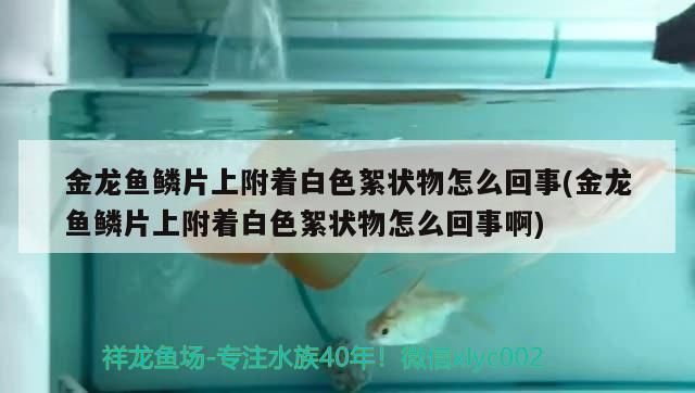 龍魚身上長白色絮狀物可以喂食嗎vs祥龍魚場：龍魚身上出現(xiàn)白色絮狀物時(shí)，應(yīng)該關(guān)注的是治療龍魚的疾病