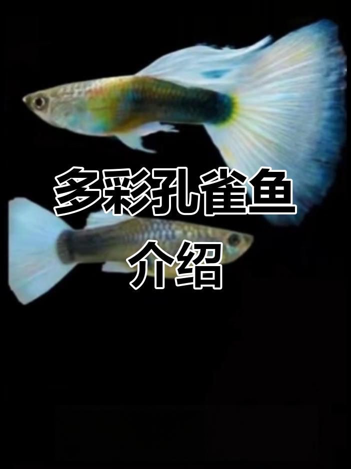 孔雀魚品種大全72種珍藏版，《孔雀魚品種大全72種珍藏版》